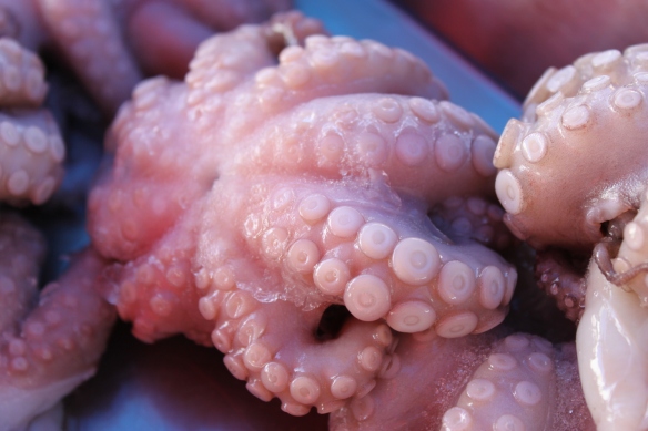 Octopus Malta fishmarket